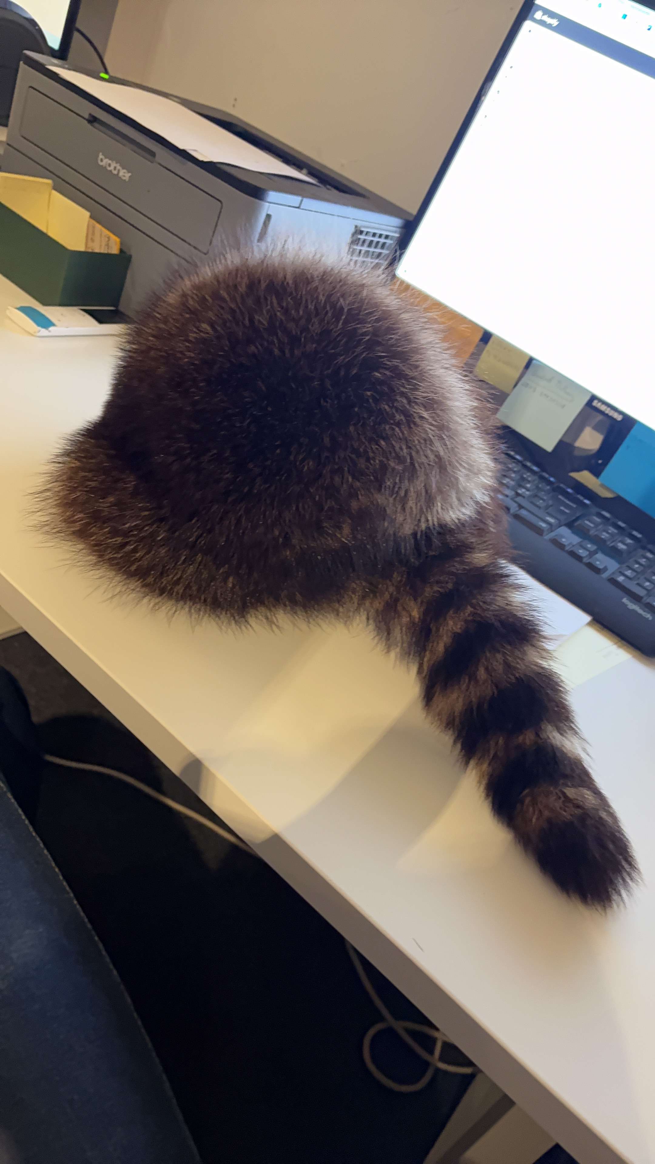 Brown Unique Raccoon Pelt Hat